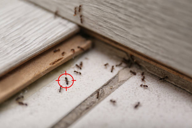 Best Affordable Pest Control Services  in Hudson, NC