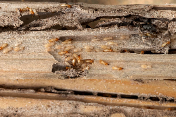 Best Cockroach Control Services  in Hudson, NC